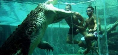 W basenie z krokodylem